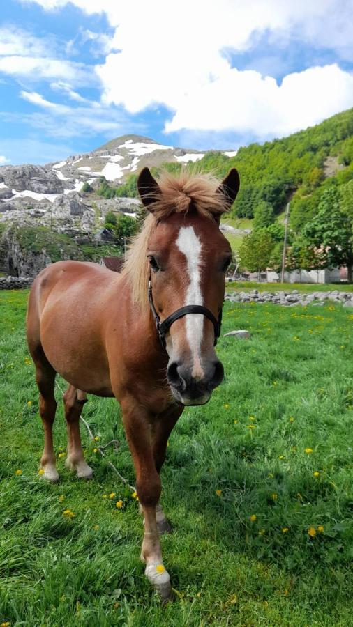 Katun Mokra Accommodation & Horseback Riding بودغوريتْسا المظهر الخارجي الصورة